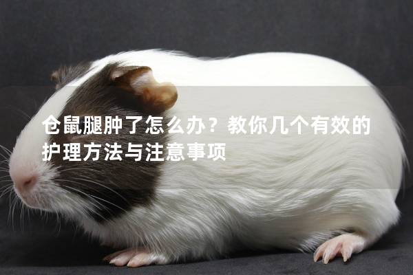 倉鼠腿腫了怎么辦？教你幾個有效的護(hù)理方法與注意事項